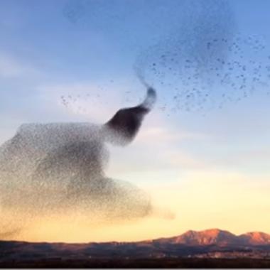 فيديو مدهش لرفوف راقصة من العصافير في سماء إسبانيا 
