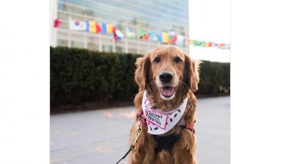 الكلاب تتظاهر أمام مقر الأمم المتحدة لمنع التجارب على الحيوانات