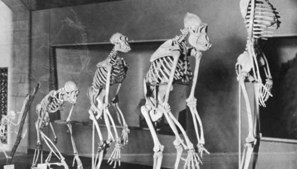 نظريّة "تنسف" داروين: البشر سبقوا القردة؟